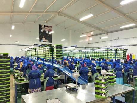 水果加工生產(chǎn)線輸送機(jī)皮帶的安裝